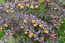 Цветет барбарис оттавский