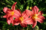 Алые цветы лилейника
