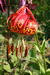 Леопардовая лилия