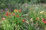 Лилейники в саду