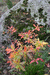 Осенняя окраска рододендрона